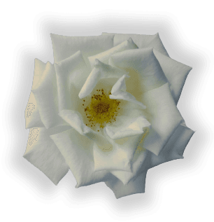 flo